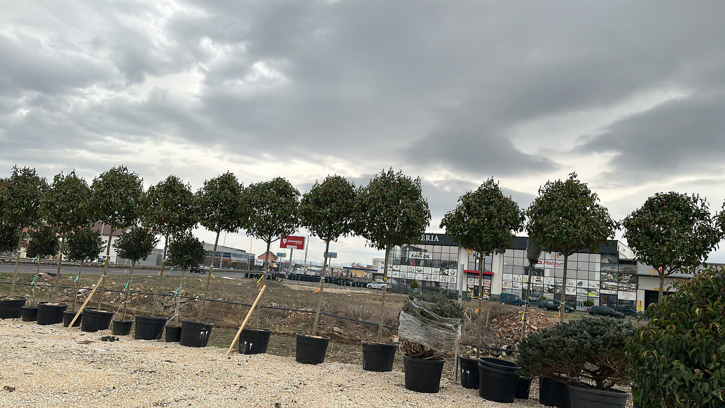 Photinia fraseri Red Robin ALBERATURE