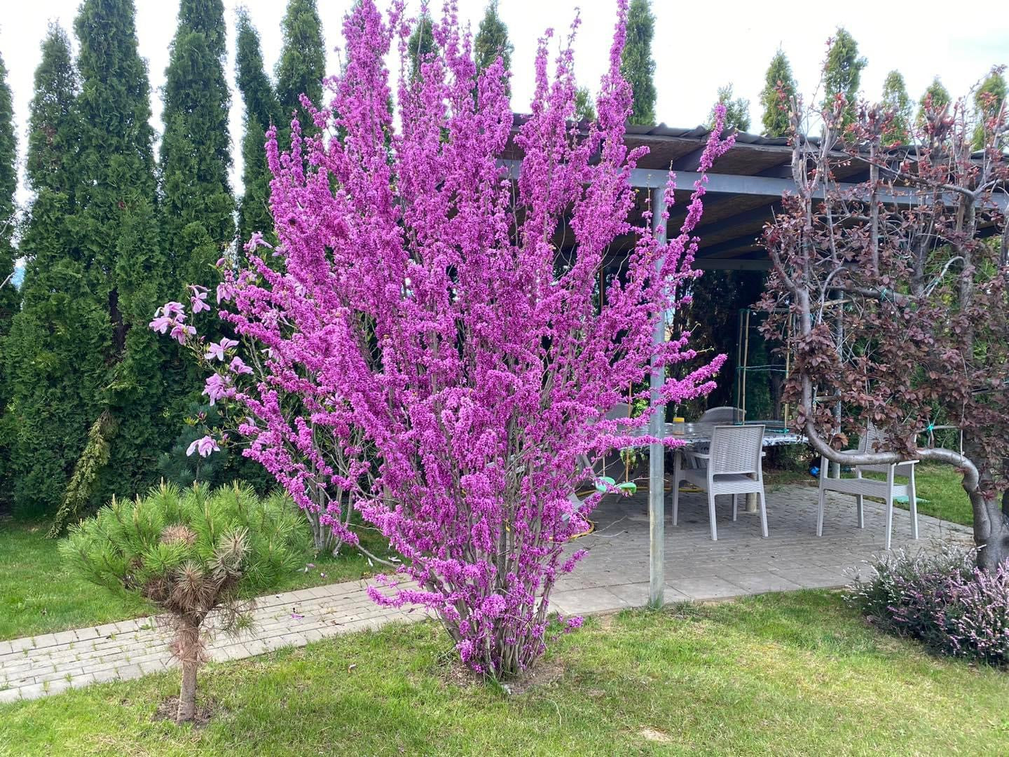 Cercis - BIMA E JETES