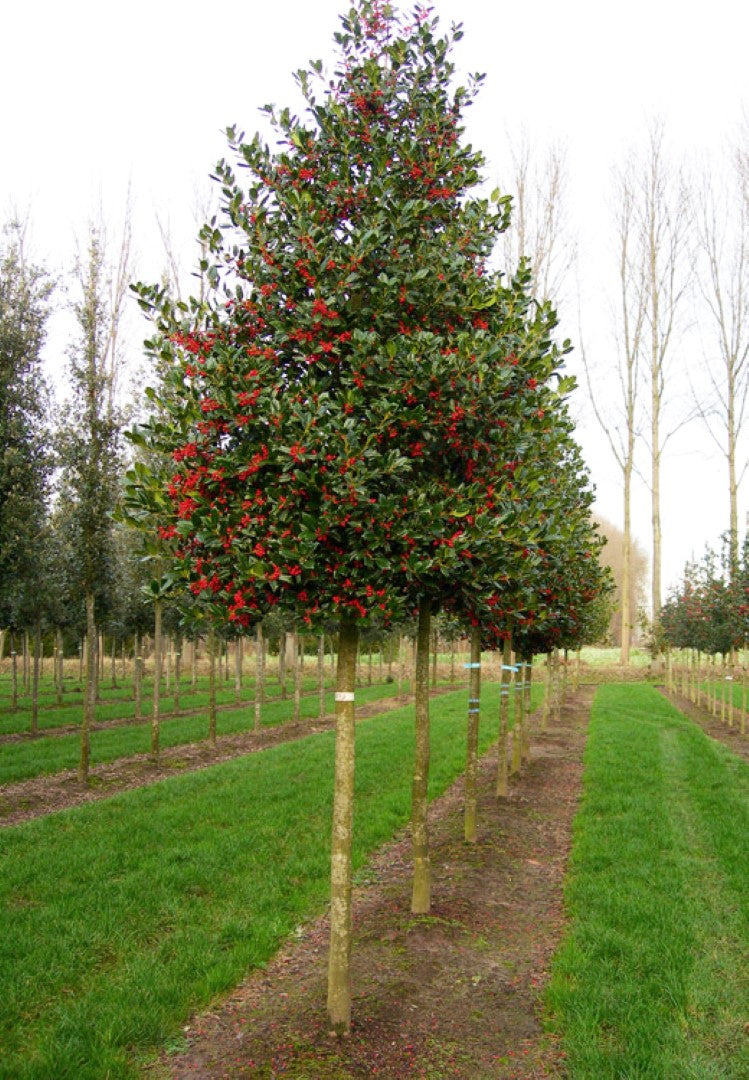 Ilex Nellie Stevens