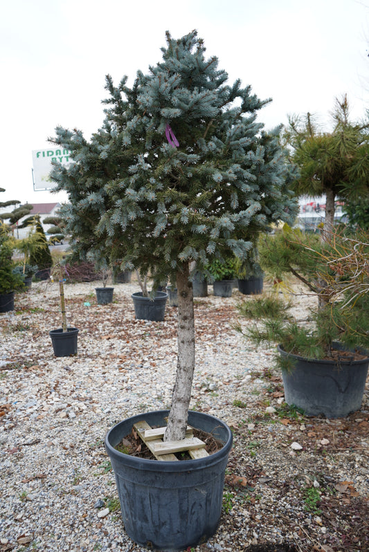 Picea Pungens Glauca Globosa 3/4