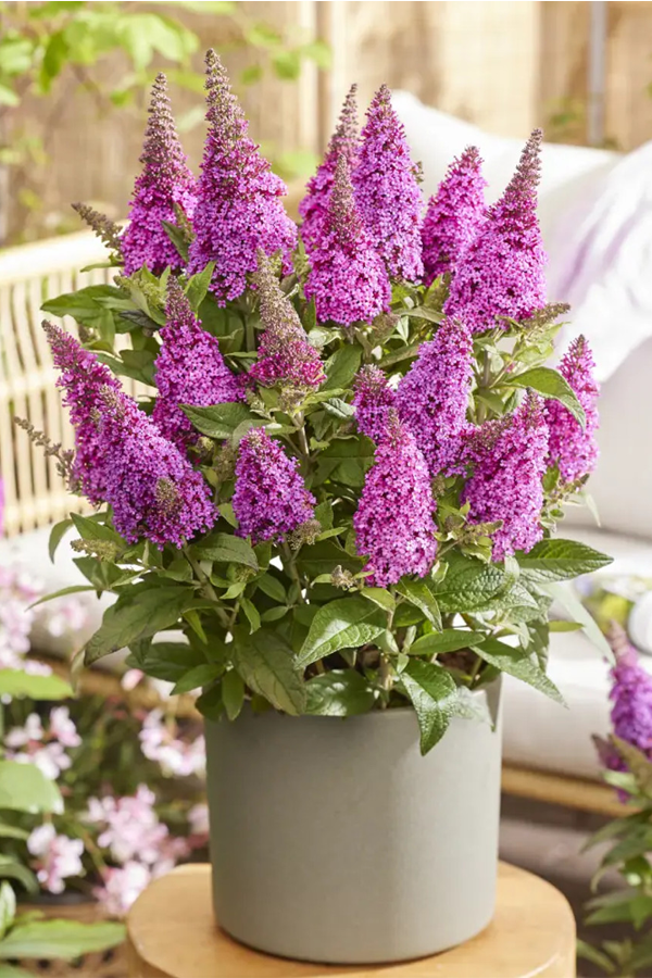 Buddleja Little Cherise