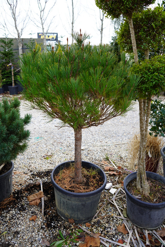 Pinus 1/4