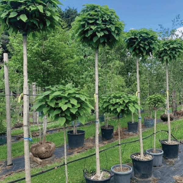 Catalpa Bignonoides