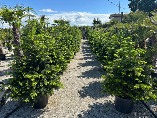 Abies Normandiana