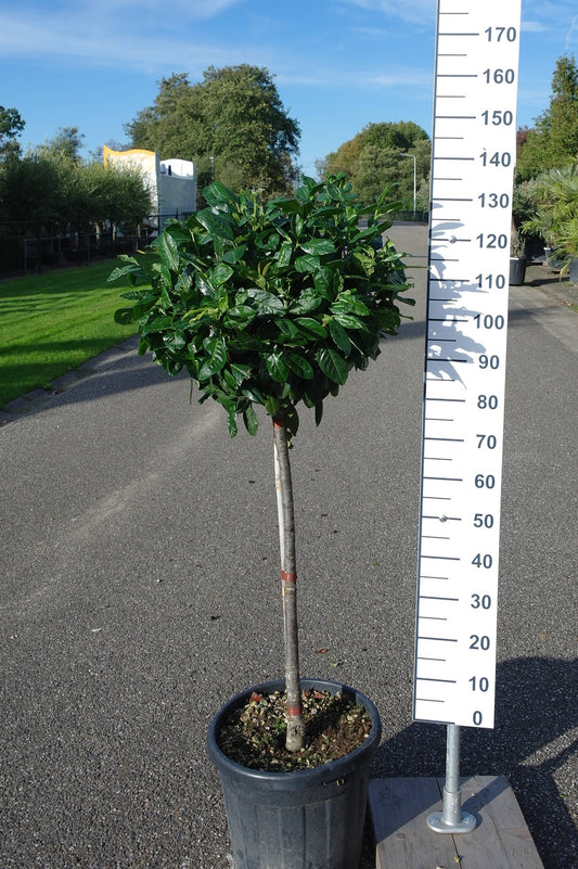 Prunus Lauracerasus 1/2 Koke