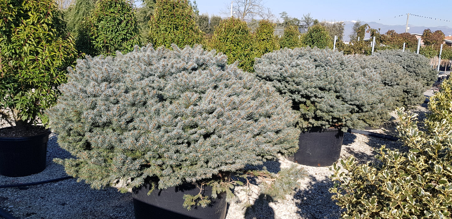 Picea Pungens GLAUCA GLOBOSA