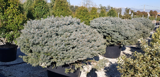 Picea Pungens GLAUCA GLOBOSA