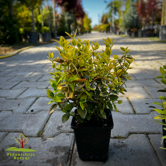 Euonymus