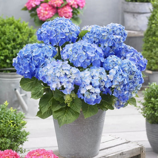 Hydrangea Macrophylla PREMIUM