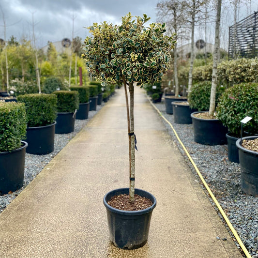 Ilex Aquifolium Argenteomarginata