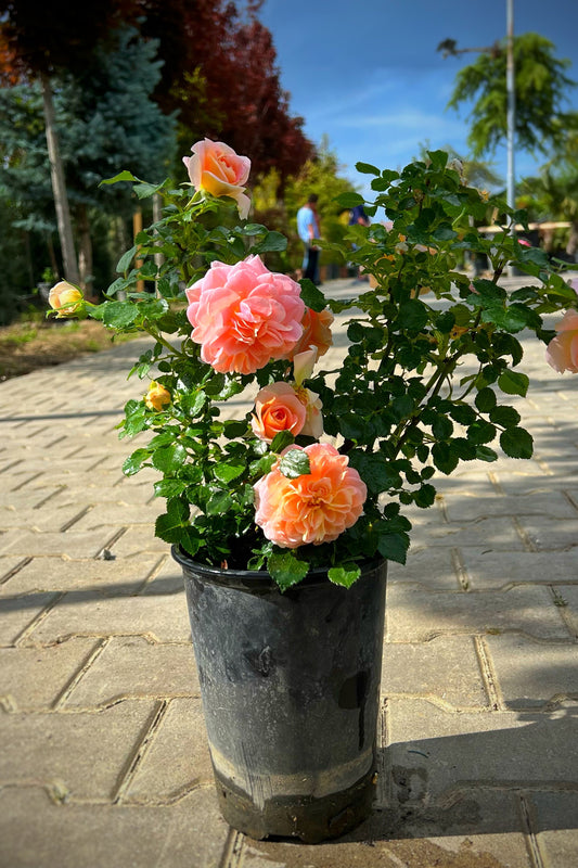 Trendafil Rose Mini