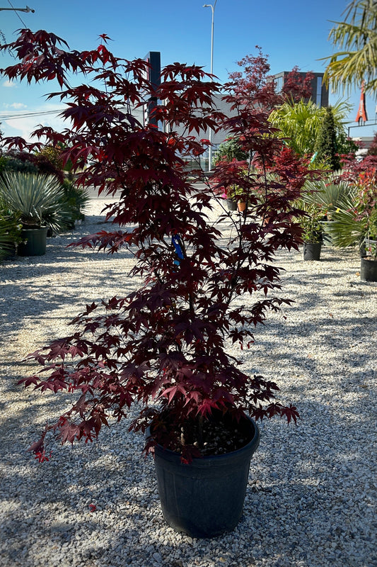 Acer Palmatum Bloodgood