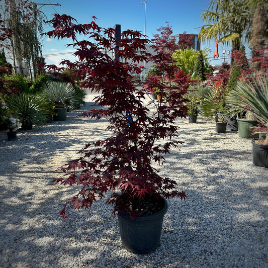 Acer Palmatum Bloodgood