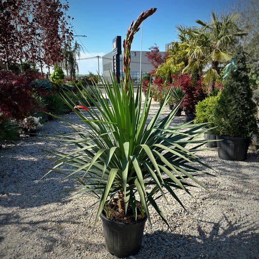 Yucca Gloriosa