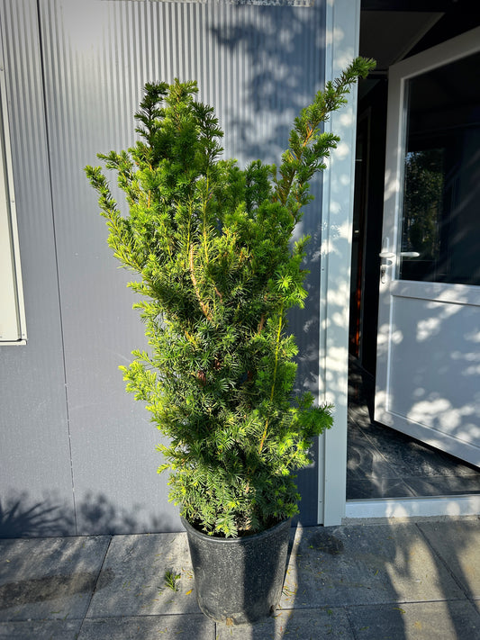 Taxus Baccata