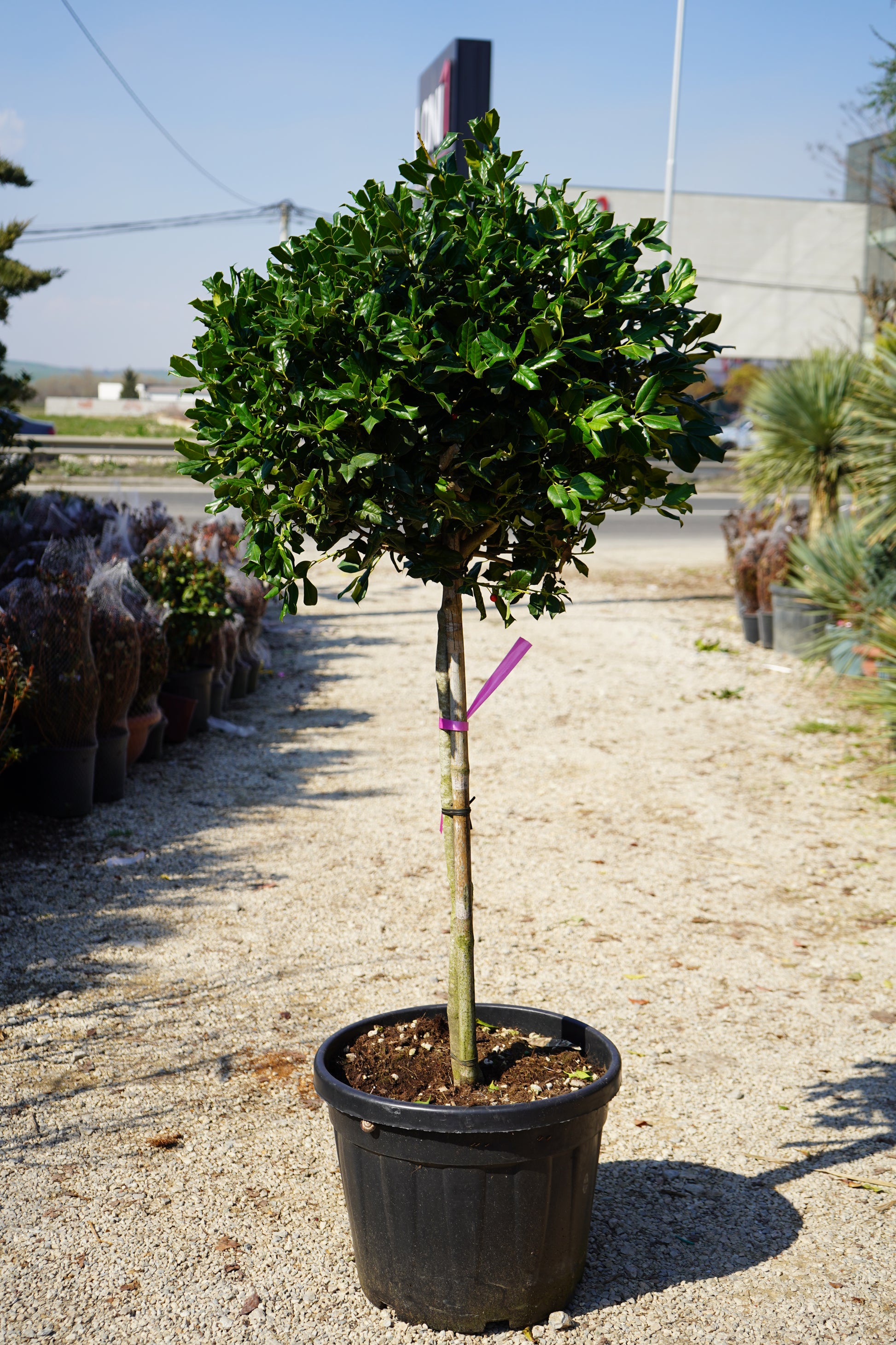 plant
