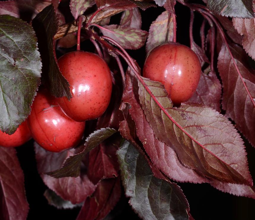 Prunus Pissardi