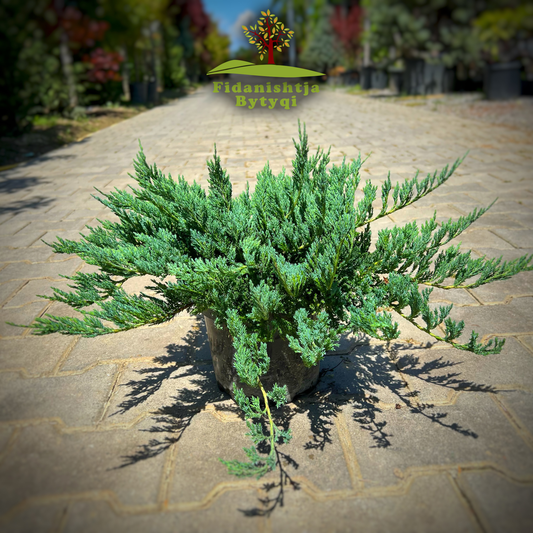 Juniperus