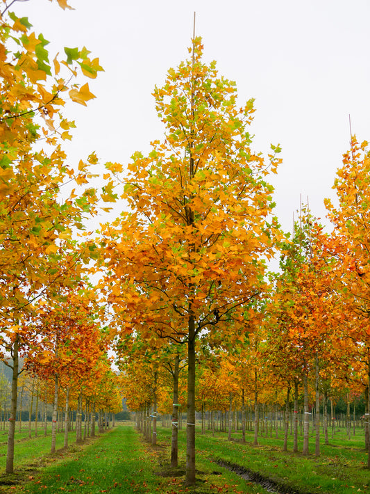 Liriodendron Tulipifera