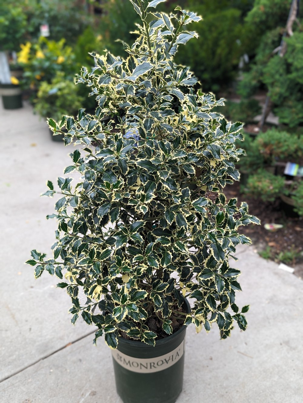 Ilex Aquifolium Argenteomarginata