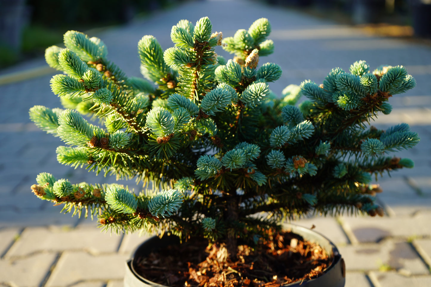 Picea Pungens Glauca Globosa