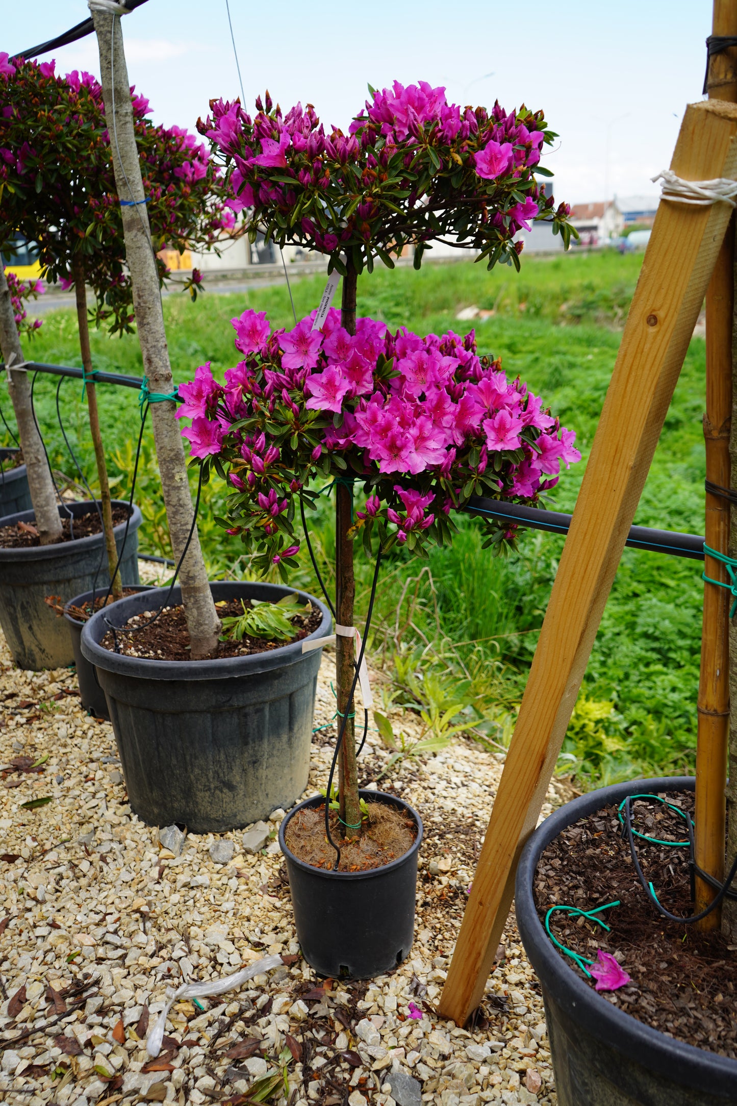 Azalea 2Topsh