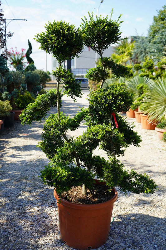 Ilex Crenata Bonsai