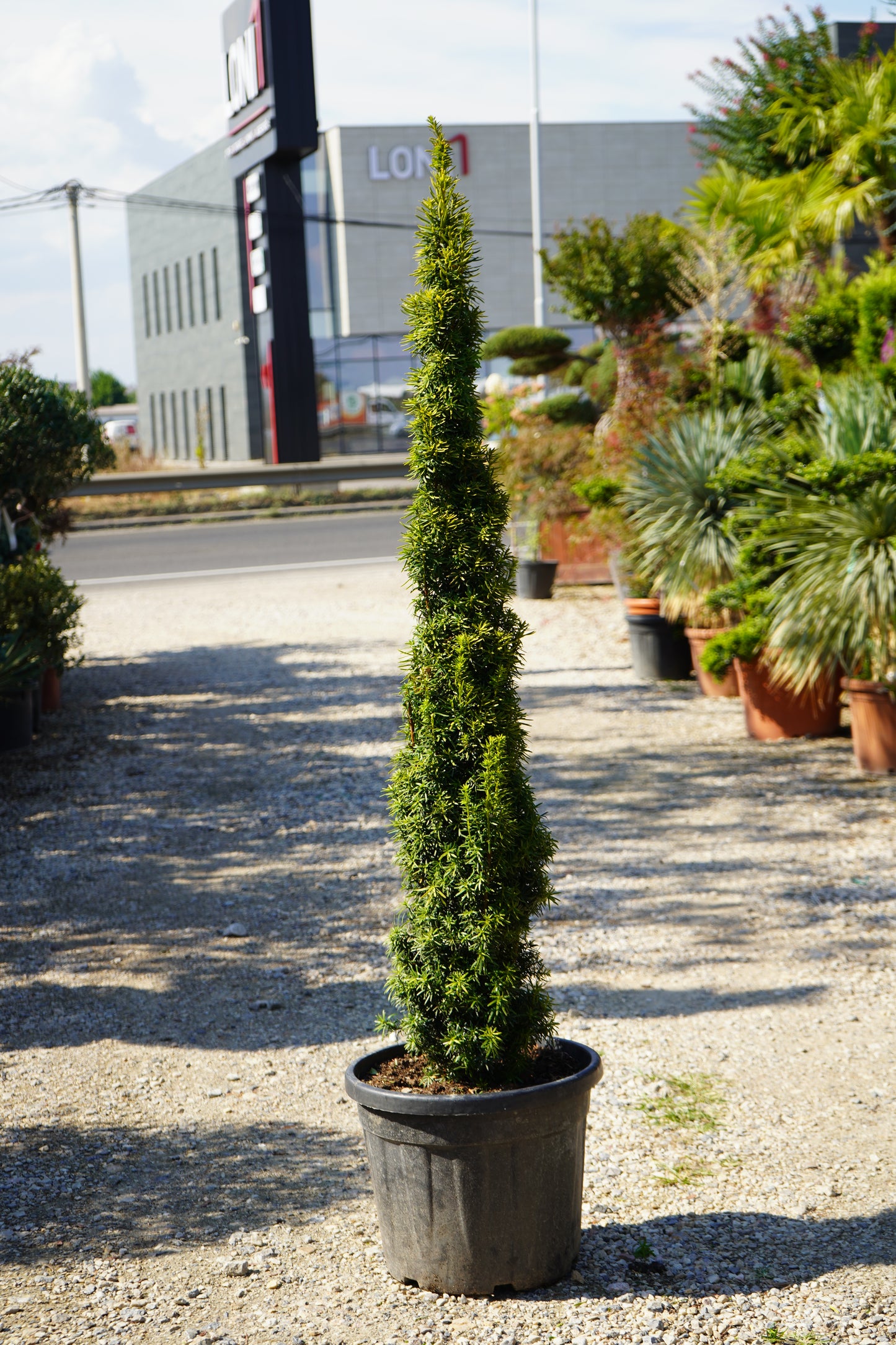 Taxus Bacc. Fastigiata Davidi