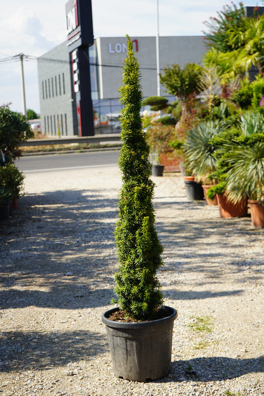 Taxus Bacc. Fastigiata Davidi