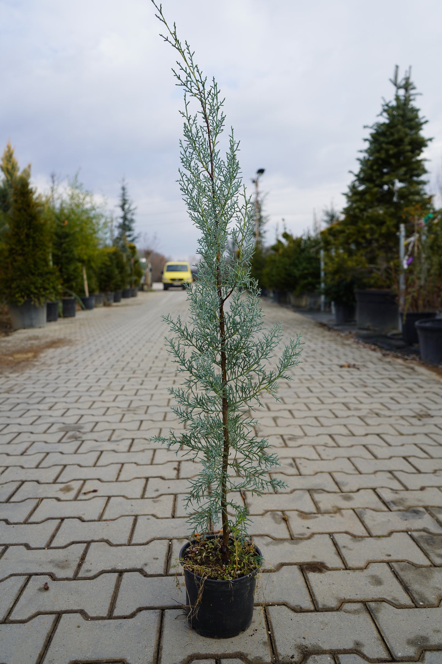 Arizona - Cypressum Arizonica