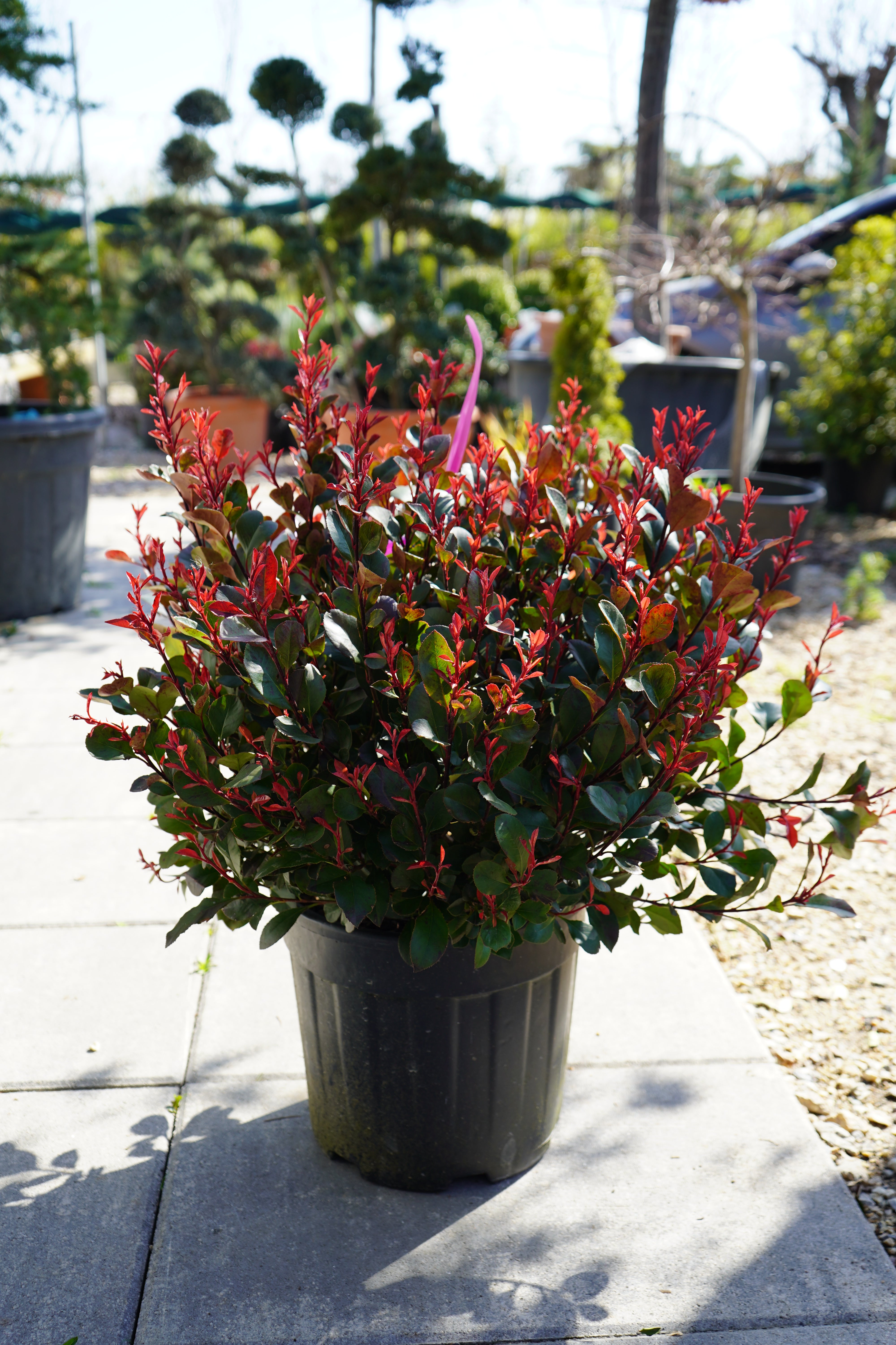 Photinia Compacta - Palla – Fidanishtja Bytyqi