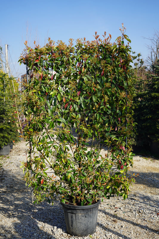 Photinia Spalier