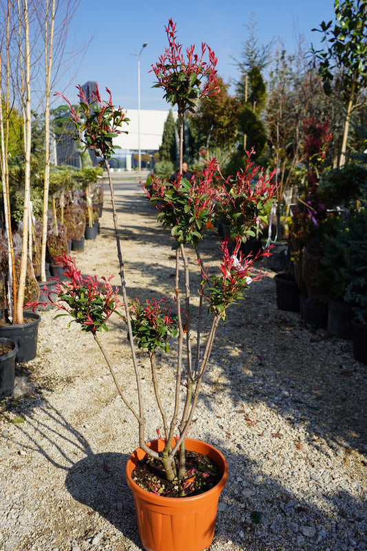 Photinia PomPon