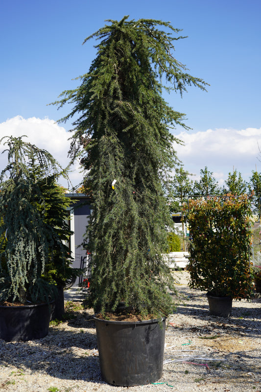CEDRUS DEODARA PENDULA CLT. 350 300/+