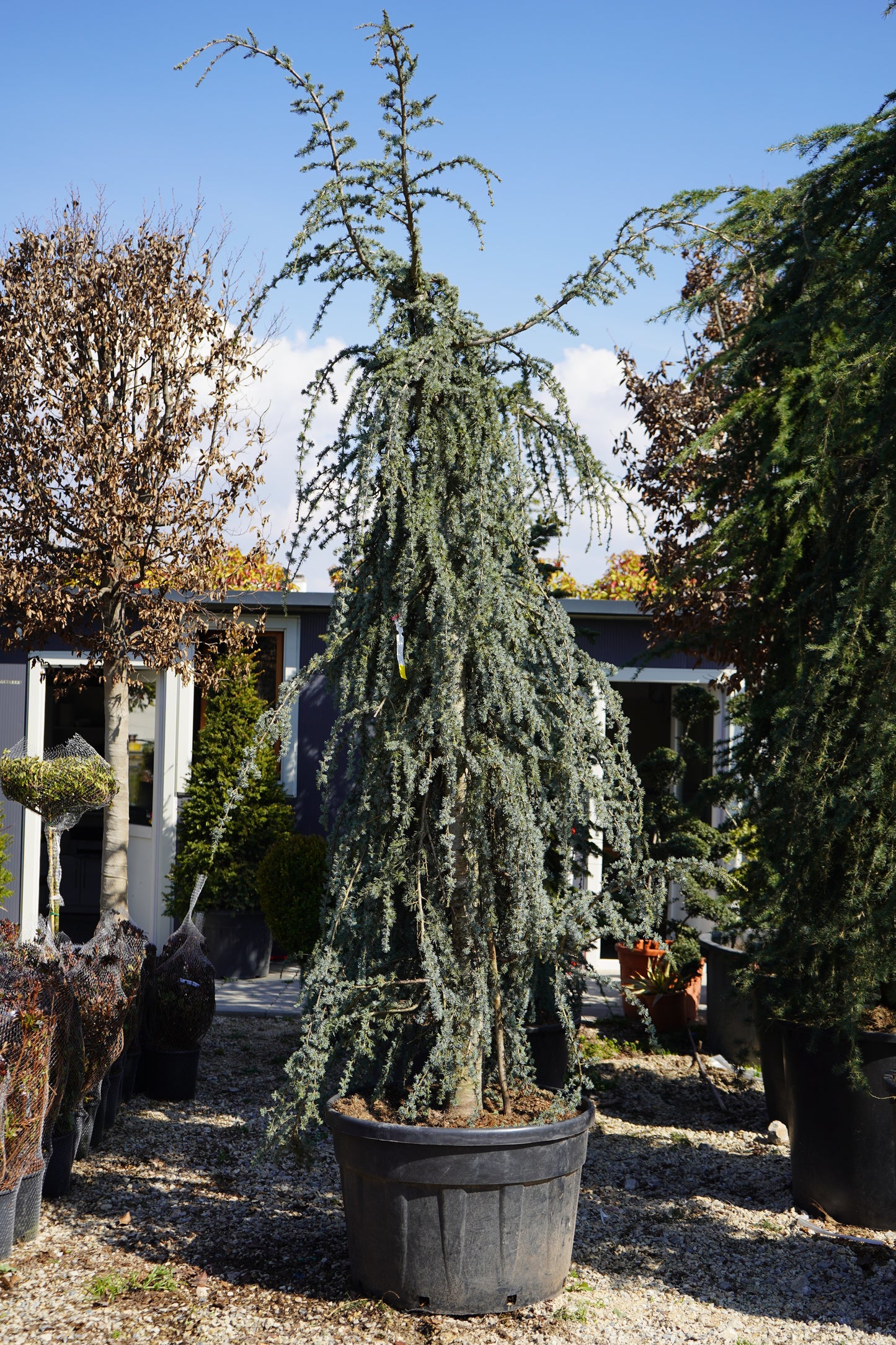 Cedrus Atlantica Glauca Pendula – CLT 285