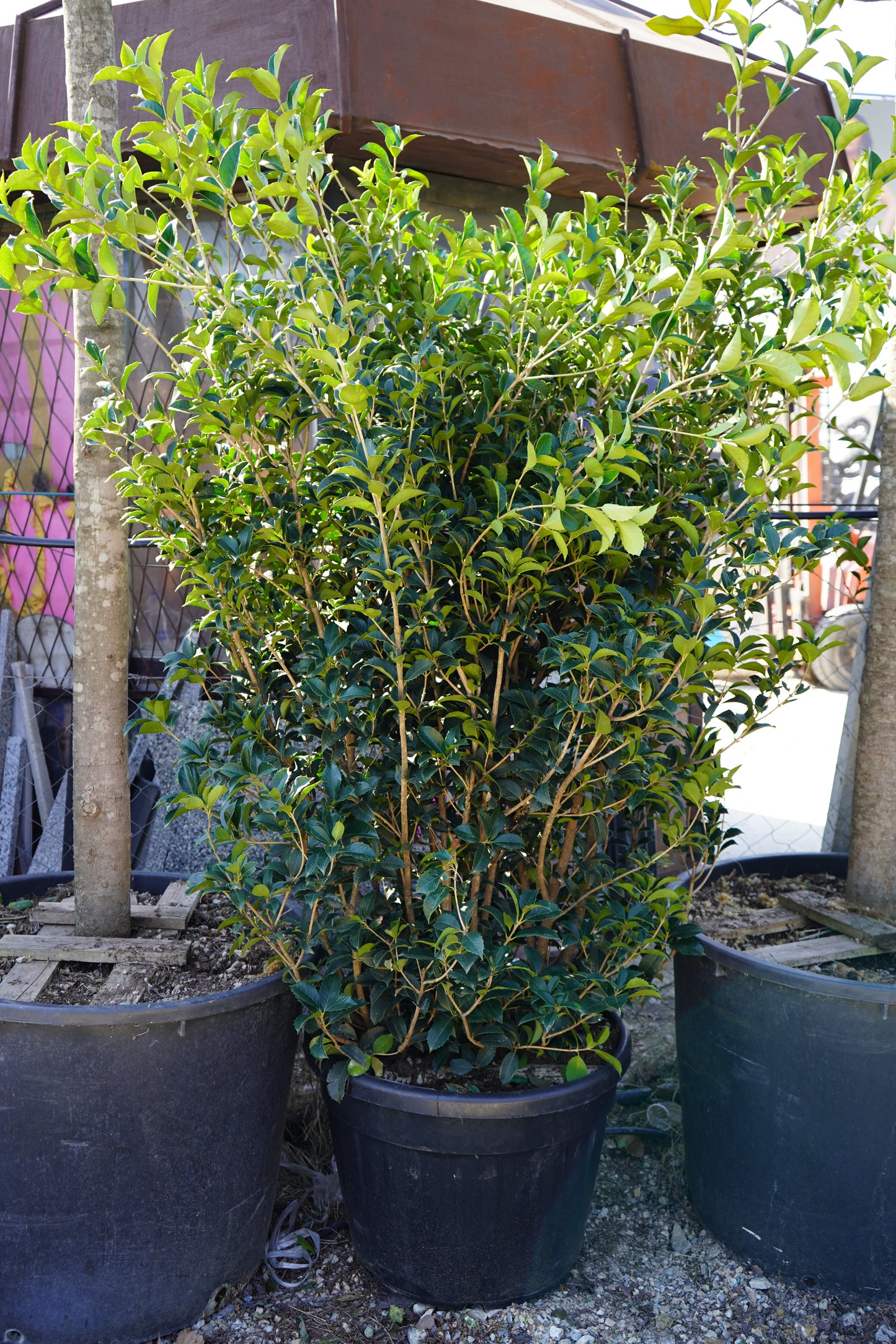 Osmanthus