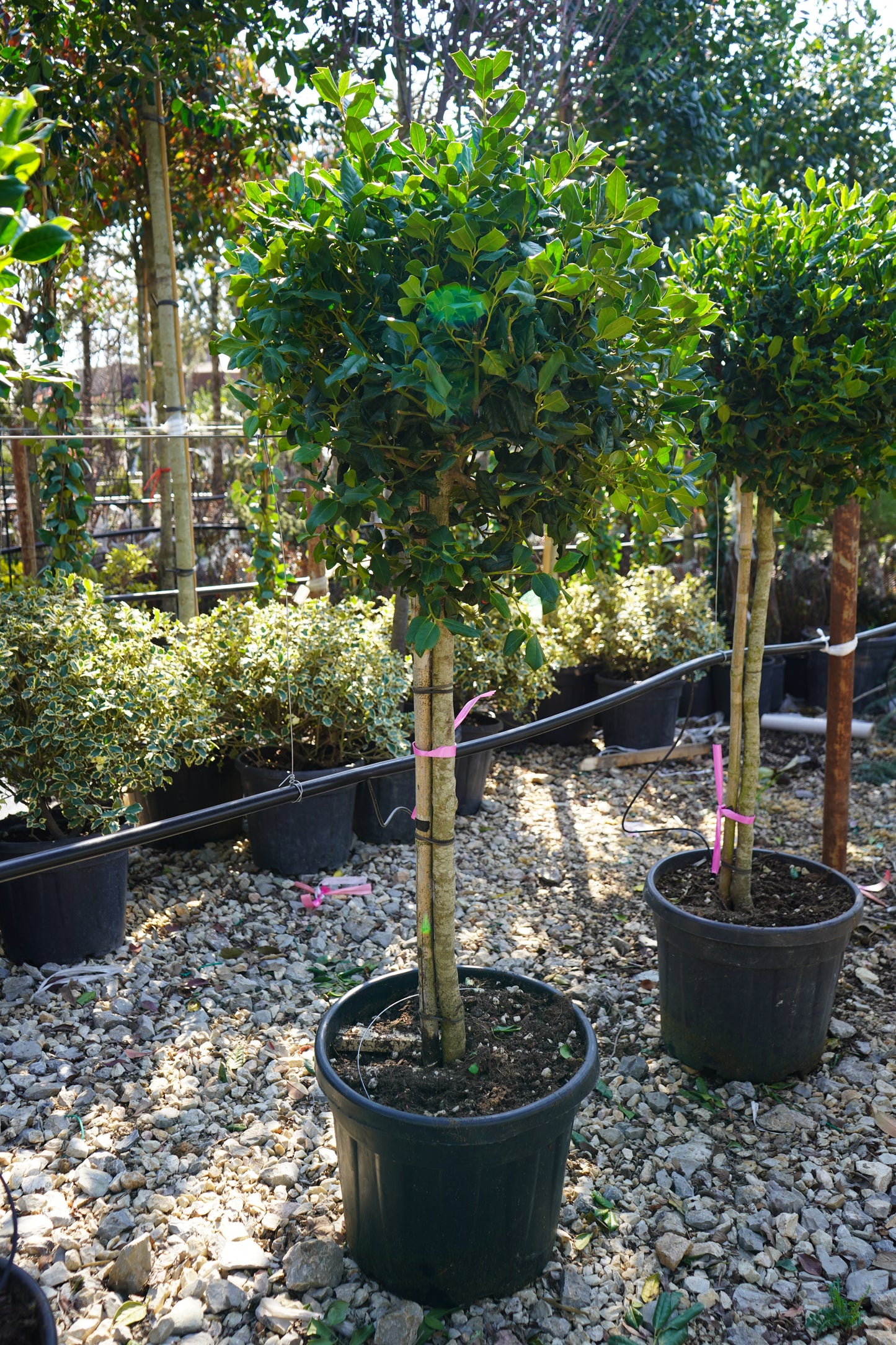 Ilex Aquifolium ‘Neille Sevens’