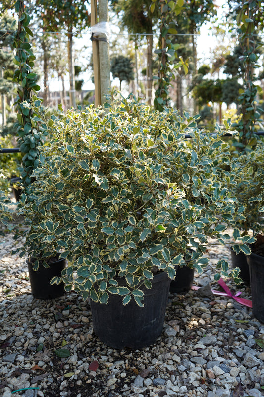Ilex Aquifoium Variegata