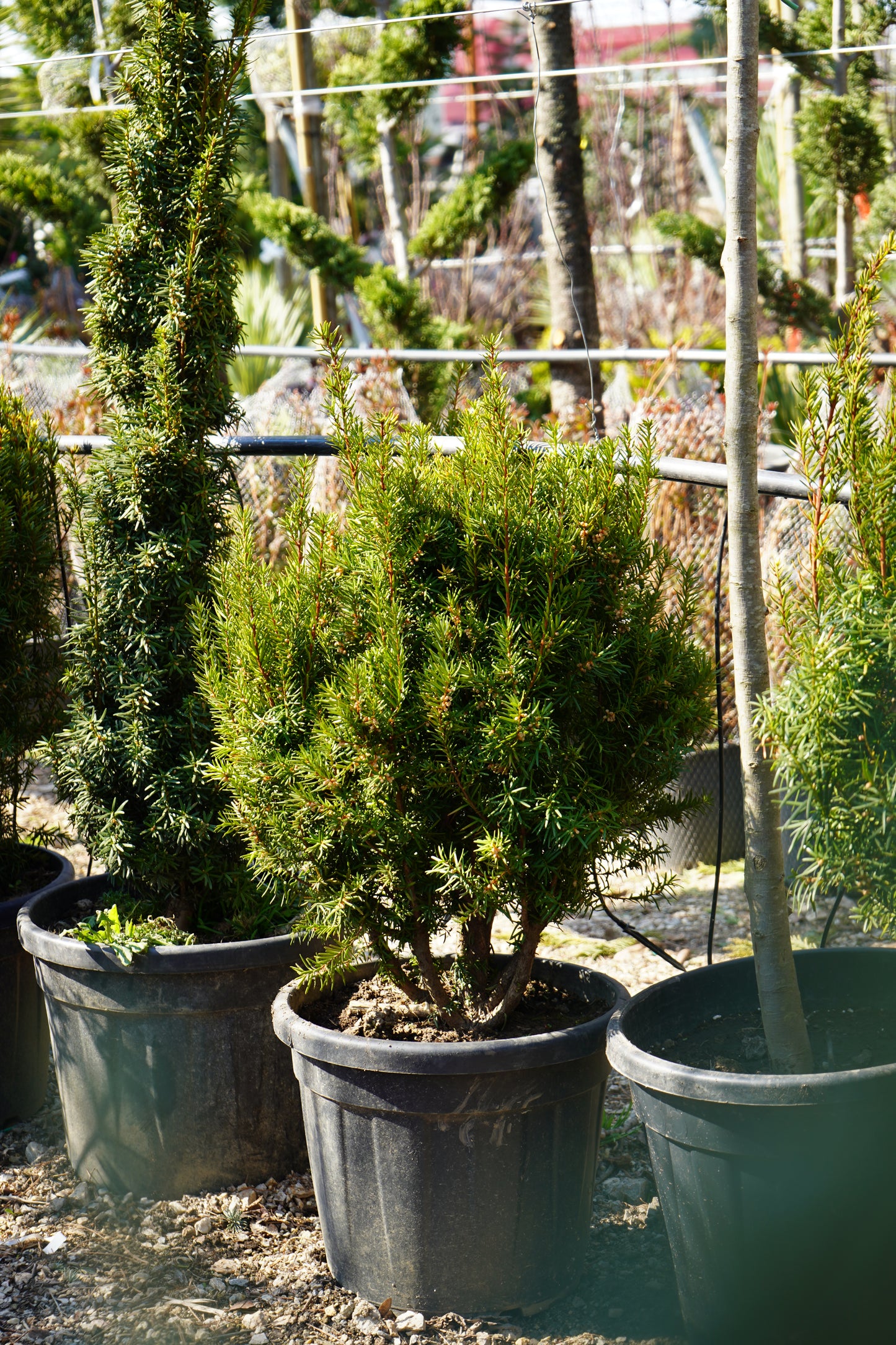 Taxus Baccata Palla