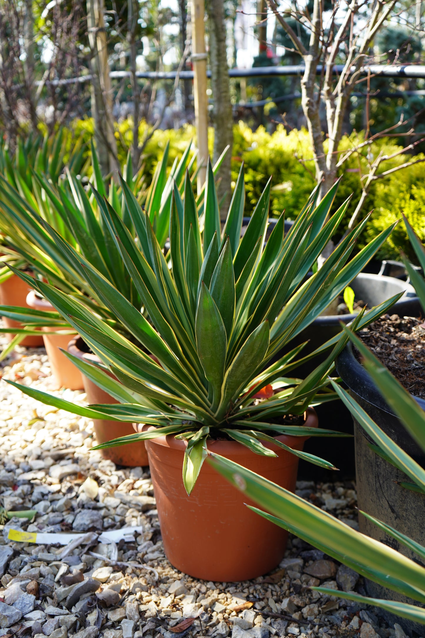 Palma - Yucca Gloriosa Variegatum