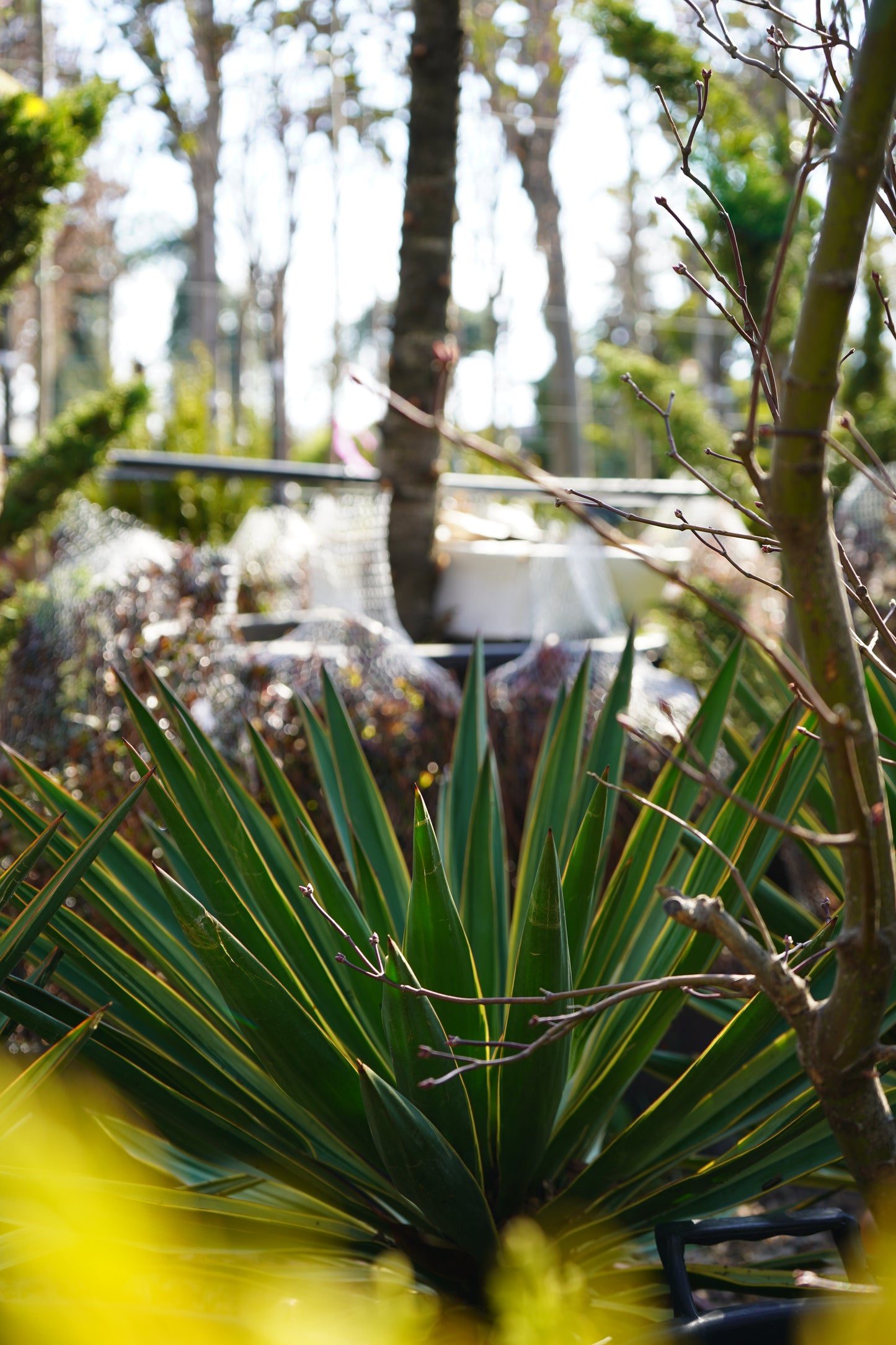 Palma - Yucca Gloriosa Variegatum