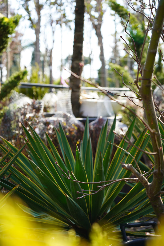 Palma - Yucca Gloriosa Variegatum