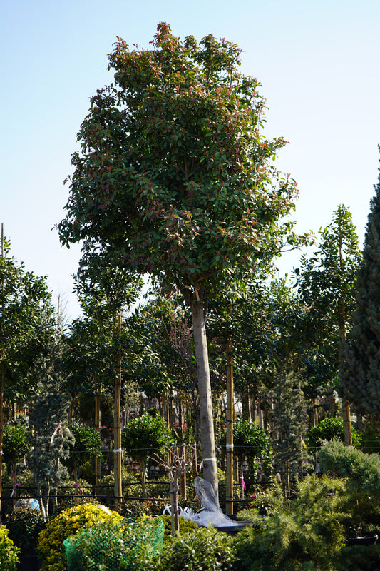 Photinia fras. Red Robin Alberetto