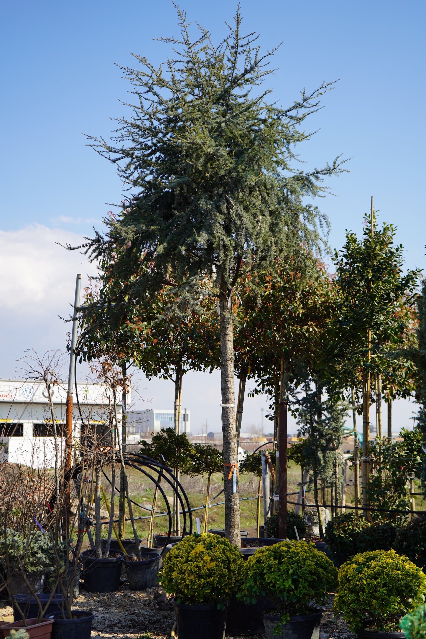 Cedrus Atlantica Glauca