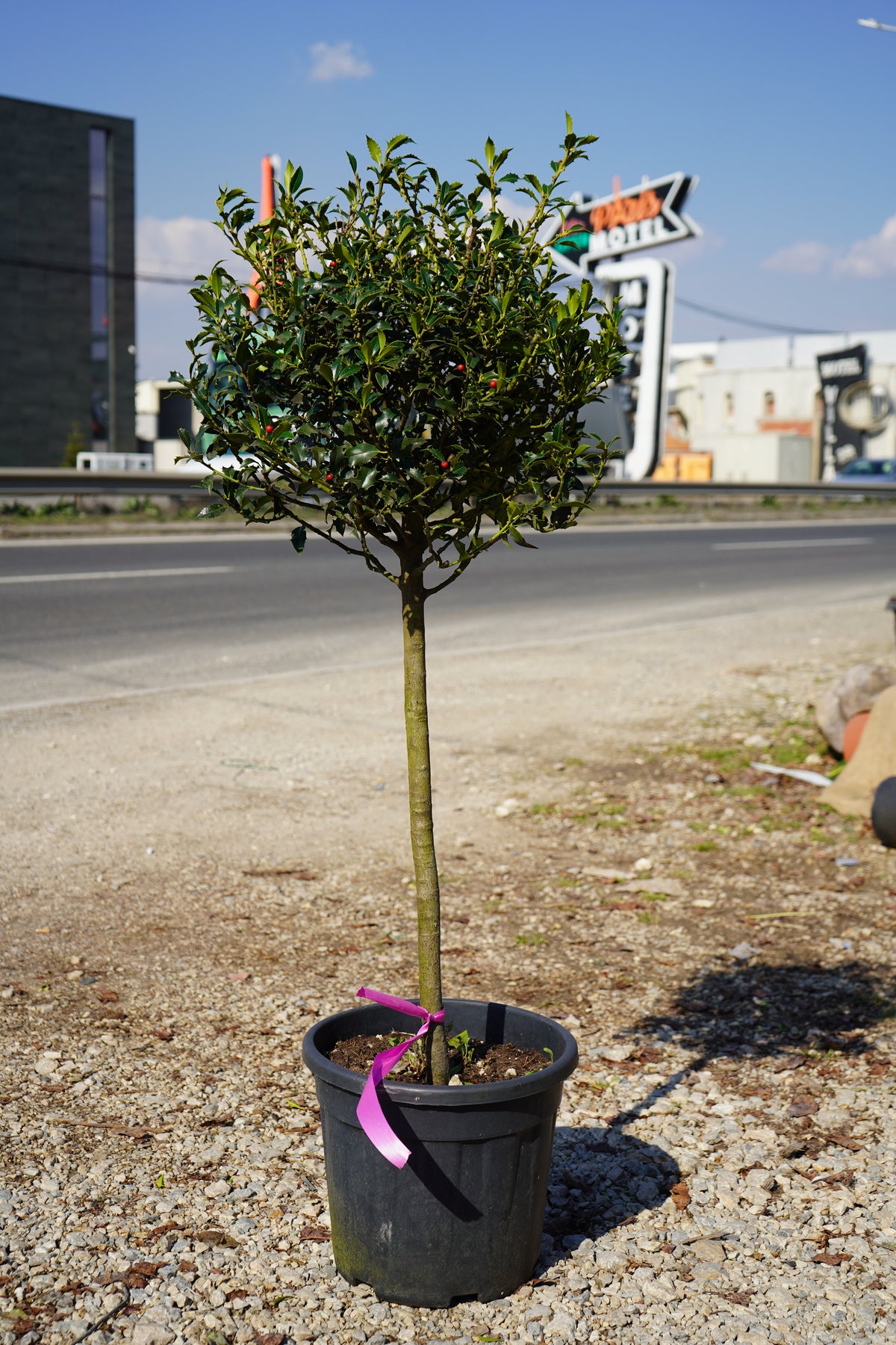 Neille Ilex Aquifolium ‘Neille Sevens’ – Fidanishtja Bytyqi