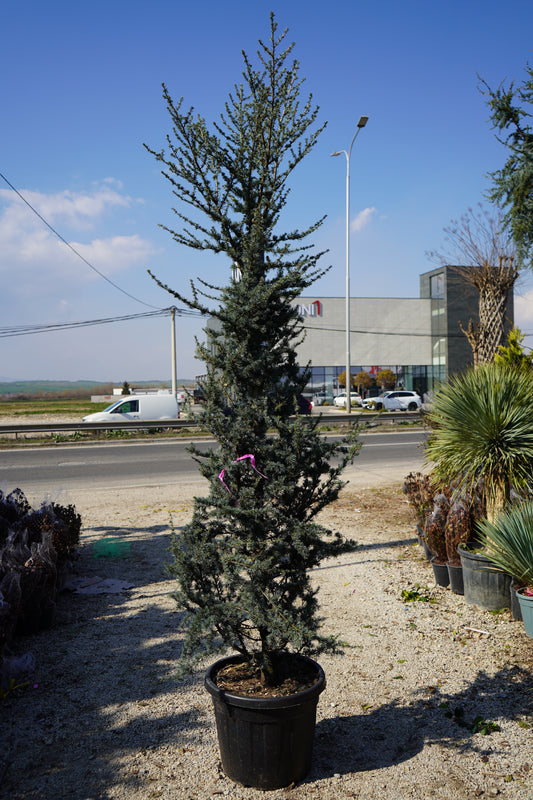 Cedrus Atlantica Glauca