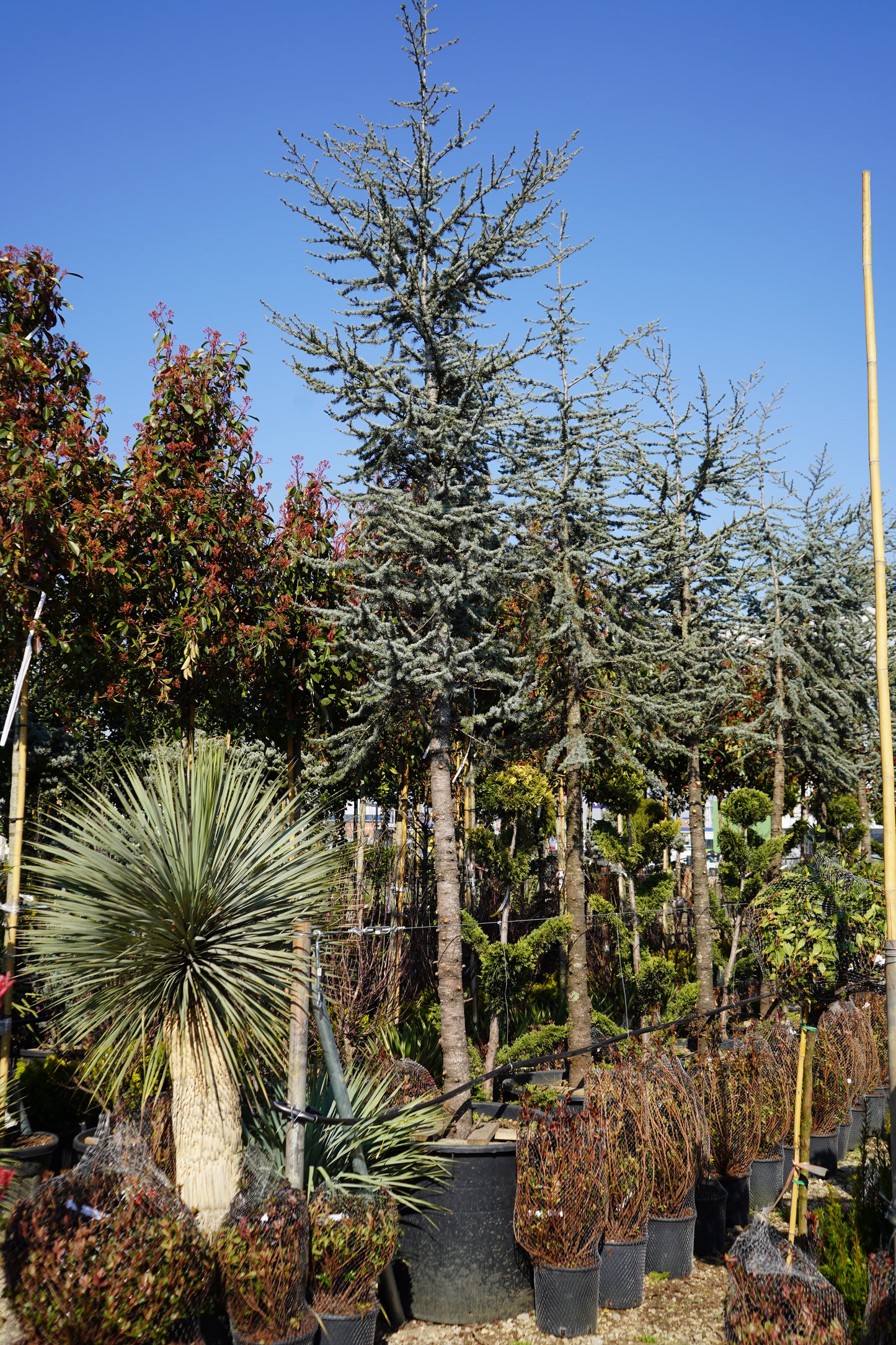 Cedrus Atlantica Glauca