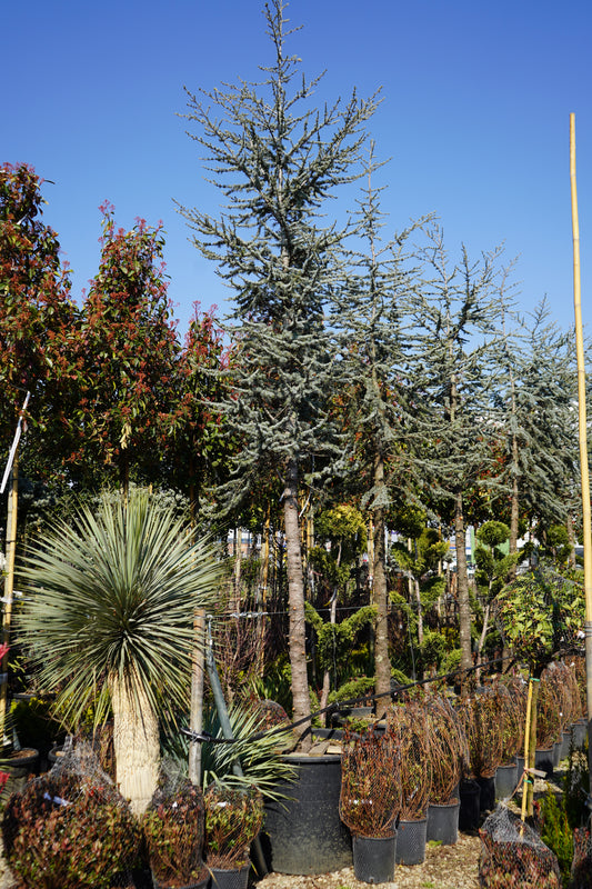 Cedrus Atlantica Glauca