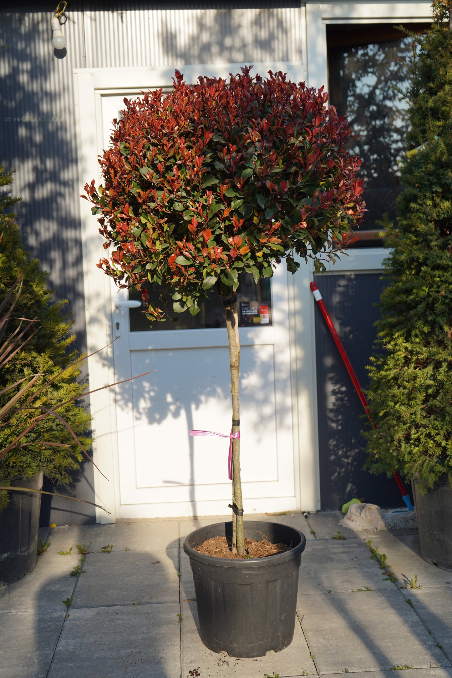 Photinia Compacta Mezzo Fusto