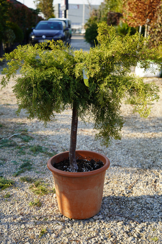 Juniperus 1/4